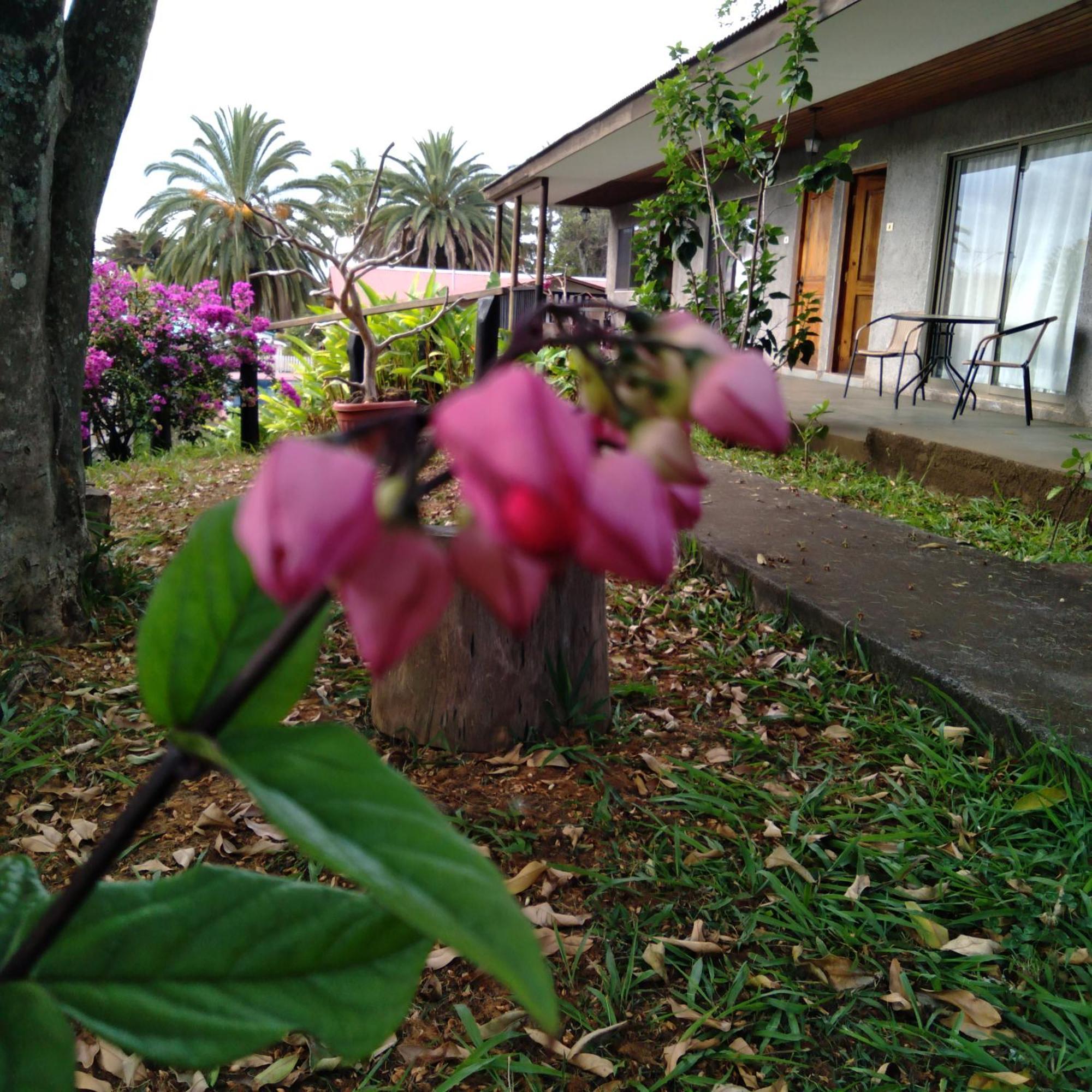 Hostal Tu'U Koihu Hanga Roa Exteriér fotografie